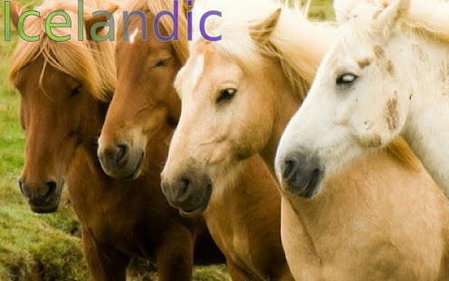Top 20 Horse Breeds - náhled