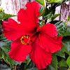 Hibiscus