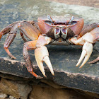 Unknown land crab