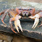 Unknown land crab