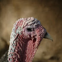 Domestic Turkey