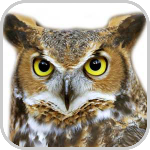 How To Draw Owl Animals 漫畫 App LOGO-APP開箱王