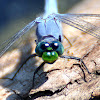 eastern pondhawk