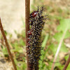 Buck moth larva