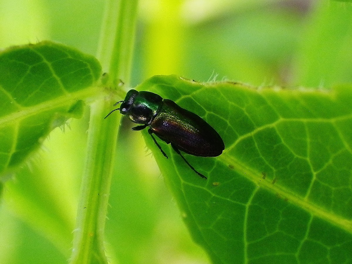 Metallic wood-boring beetle ♀