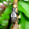 Longicorns or Long-horned Beetle