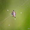 Spiny Orb-Weaver Spider