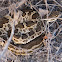 Southern Pacific Rattlesnake