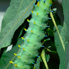 Cecropia Moth-Caterpillar & Cocoon