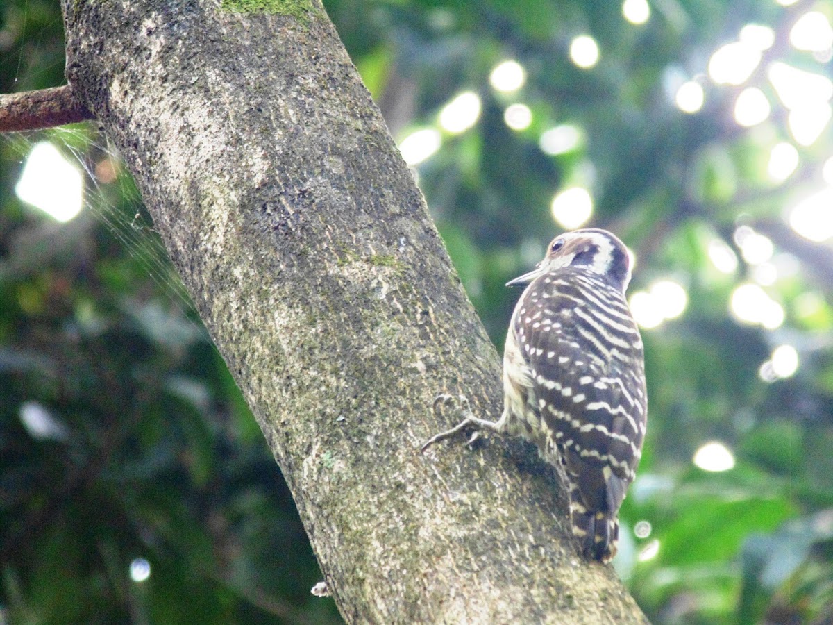 Philippine pygmy woodpecker