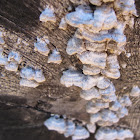 Split Gill Fungus