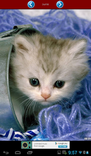 How to get Cat Puzzle 1.1 unlimited apk for pc