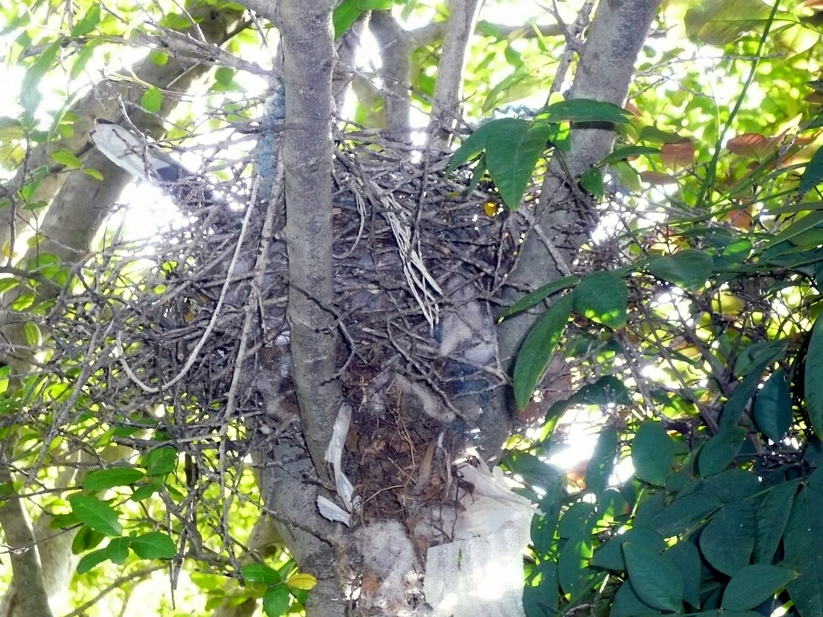 Nest of Blue Jay