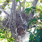 Nest of Blue Jay