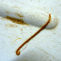 Wrack-head soil centipede