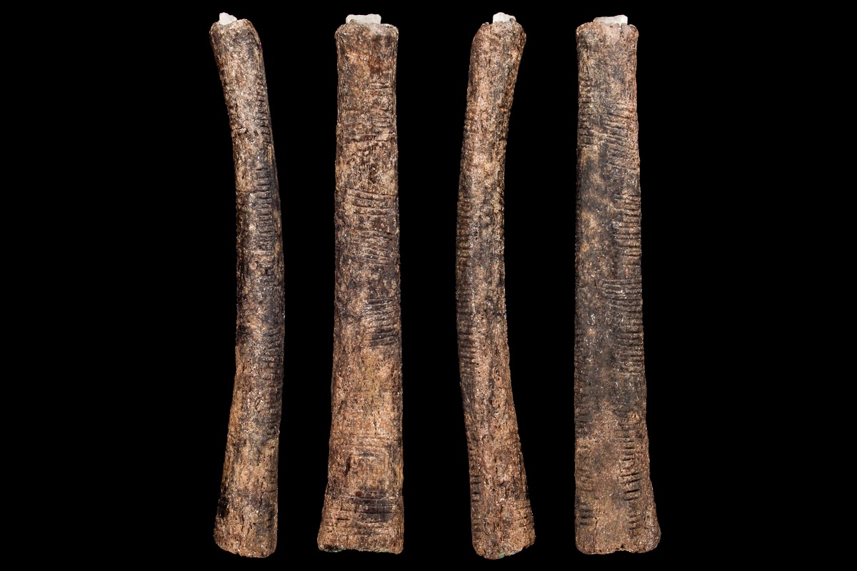 Africans were the pioneers of basic arithmetic 25,000 years ago | The Ishango bone | Liberty Writers Africa