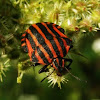 Red-black shieldbug