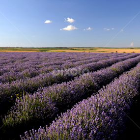 Lavender by Plamen Filipov - Landscapes Prairies, Meadows & Fields