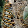Eastern tent caterpillar