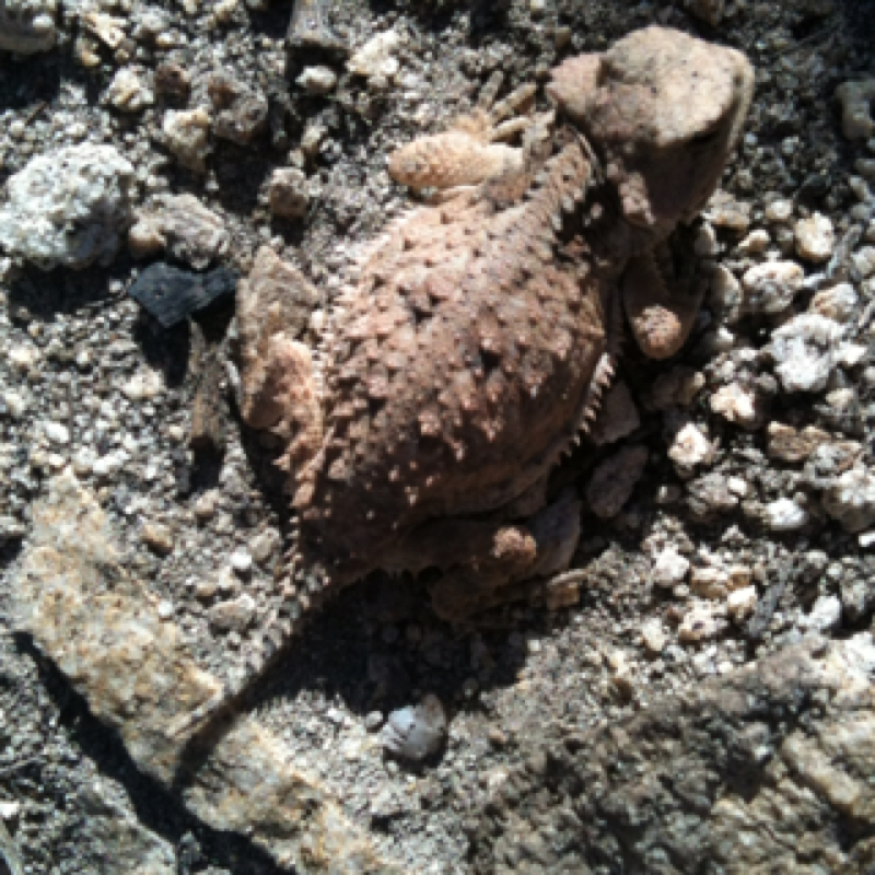 Greater short-horned lizard