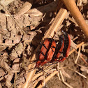 Red-headed Cardinal beetle