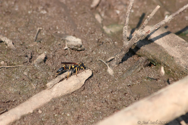 Black And Yellow Mud Dauber Project Noah