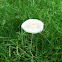 Umbrella Inky Mushroom