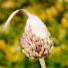 Allium bud