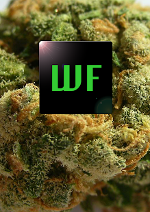 How to install Weed Facts 7.0.0 mod apk for android