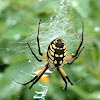 black and yellow Argiope