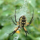 black and yellow Argiope