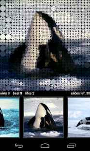 How to install Guess Killer Whale Pictures HD lastet apk for android