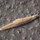Yellow-shelled semi-slug