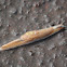 Yellow-shelled semi-slug