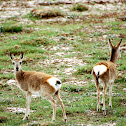 Tibetan gazelle