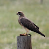 Swainson's Hawk