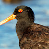 Sooty Oyster catcher