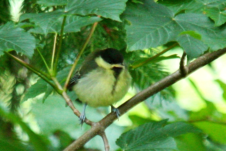 Great tit (fledgling)