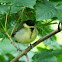 Great tit (fledgling)