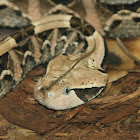 Gaboon viper