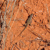 Texas Spotted Whiptail