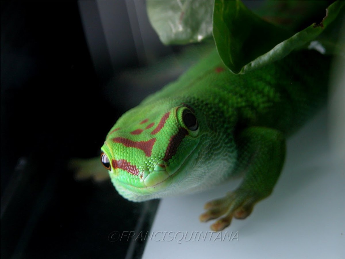 Madagascar Giant Day Gecko