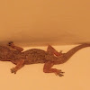 Tropical House Gecko