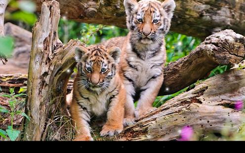 download Little Tiger Live Wallpaper free
