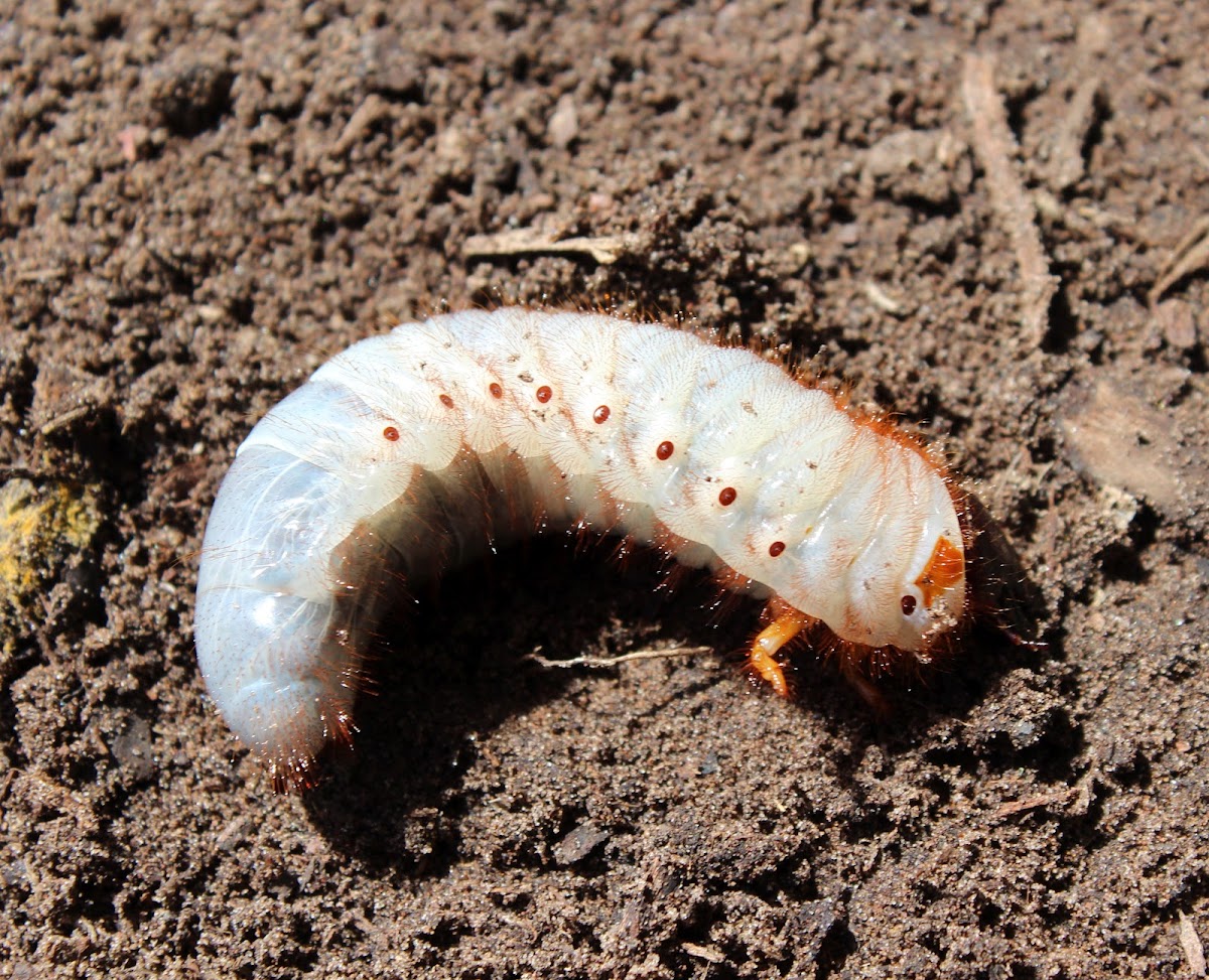 Rhinoceros Beetle Larvae