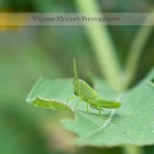 Small Green Grasshopper