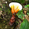 Megalodacne Hero Beetles (on Ganoderma)