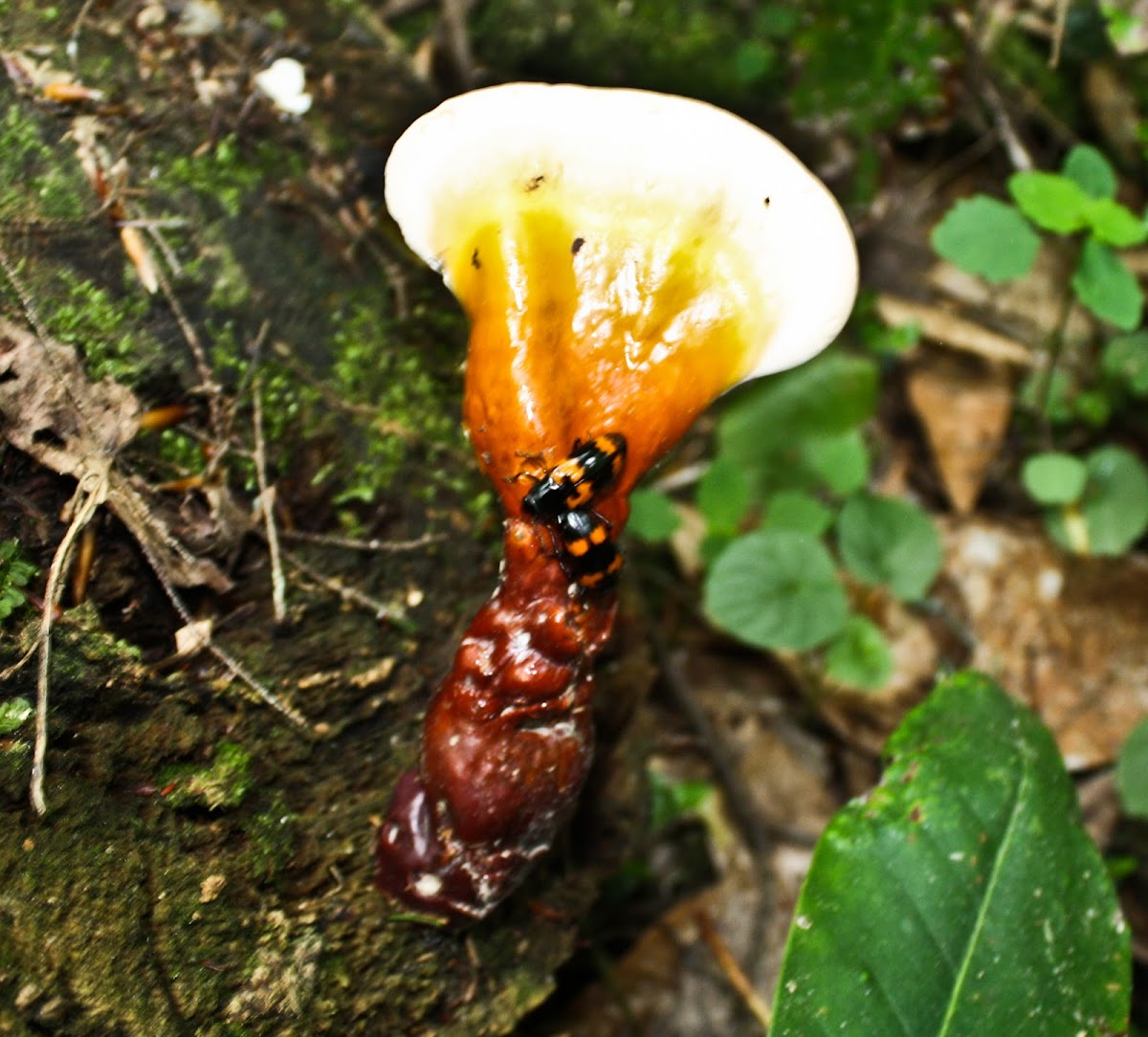 Megalodacne Hero Beetles (on Ganoderma)