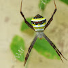 Indian signature spider