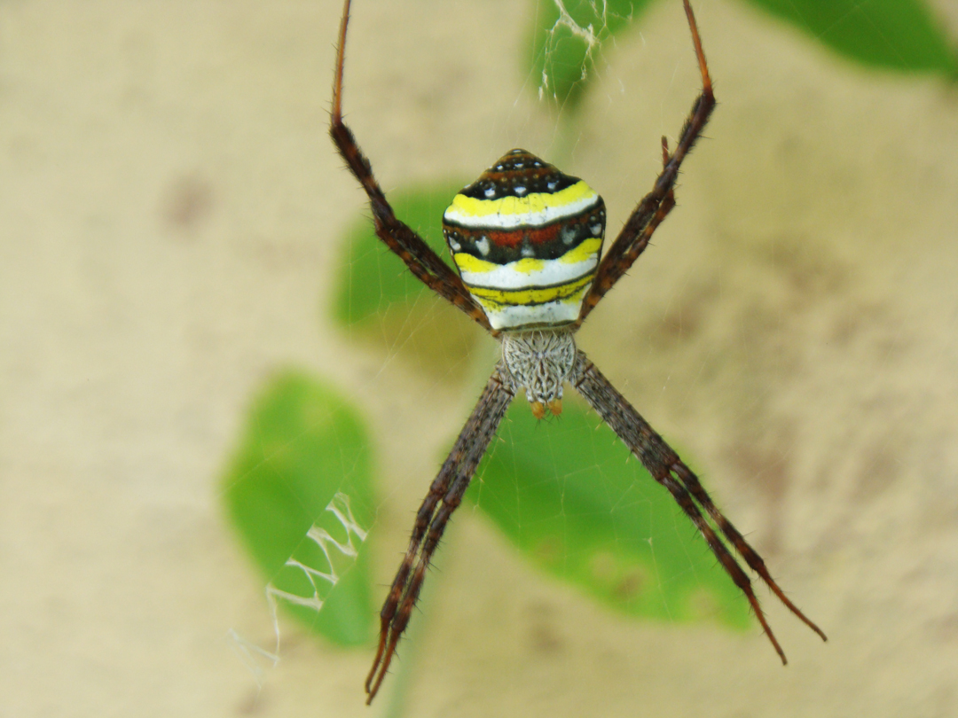 Indian signature spider